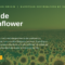 crude sunflower oil - supa export Romania