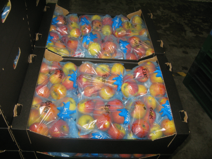 Fresh Apples - Image 10
