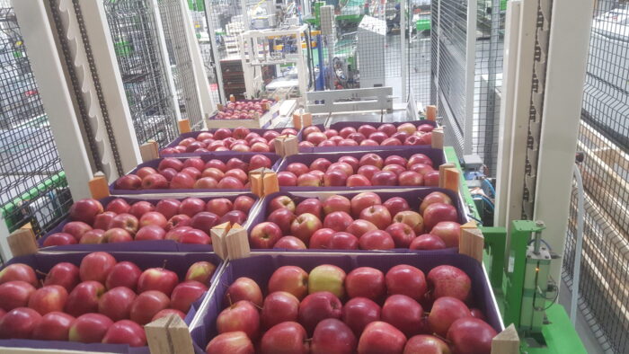 Fresh Apples - Image 9