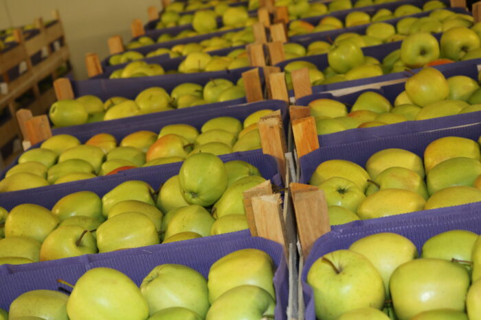 Fresh Apples - Image 5