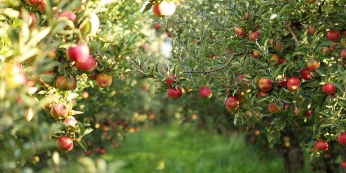 Fresh Apples - Image 3